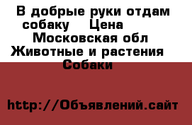 В добрые руки отдам собаку! › Цена ­ 100 - Московская обл. Животные и растения » Собаки   
